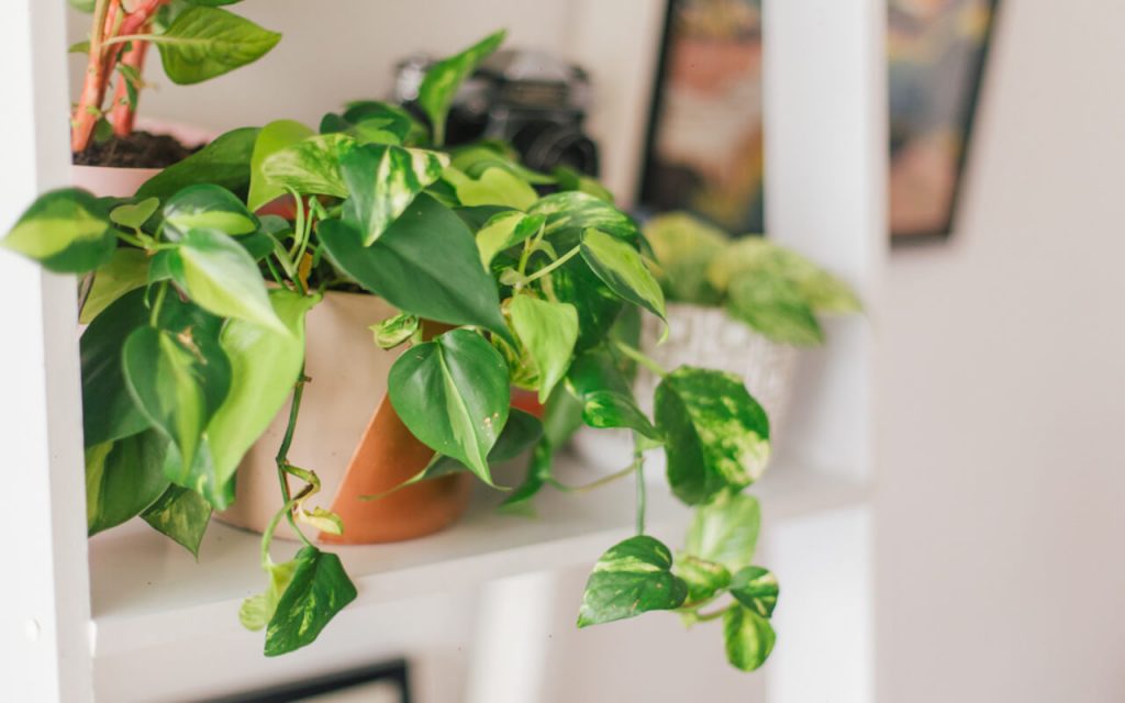 Jiboia: Tudo o que Você Precisa Saber para Cultivar Essa Planta Linda em Casa