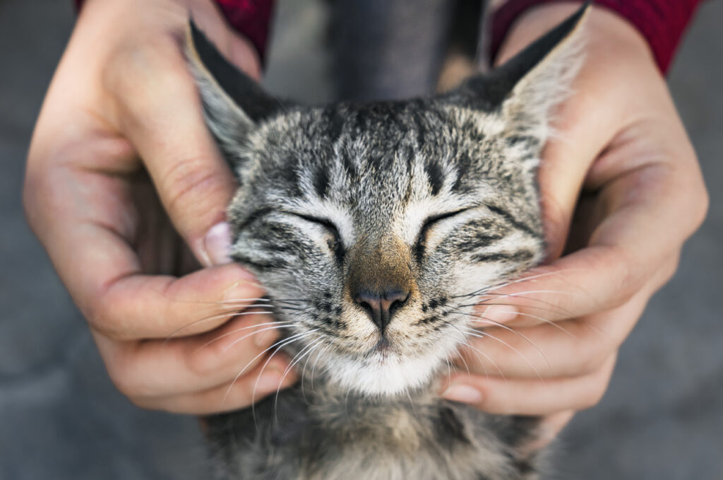 Gato saudável recebendo carinho de seu dono"