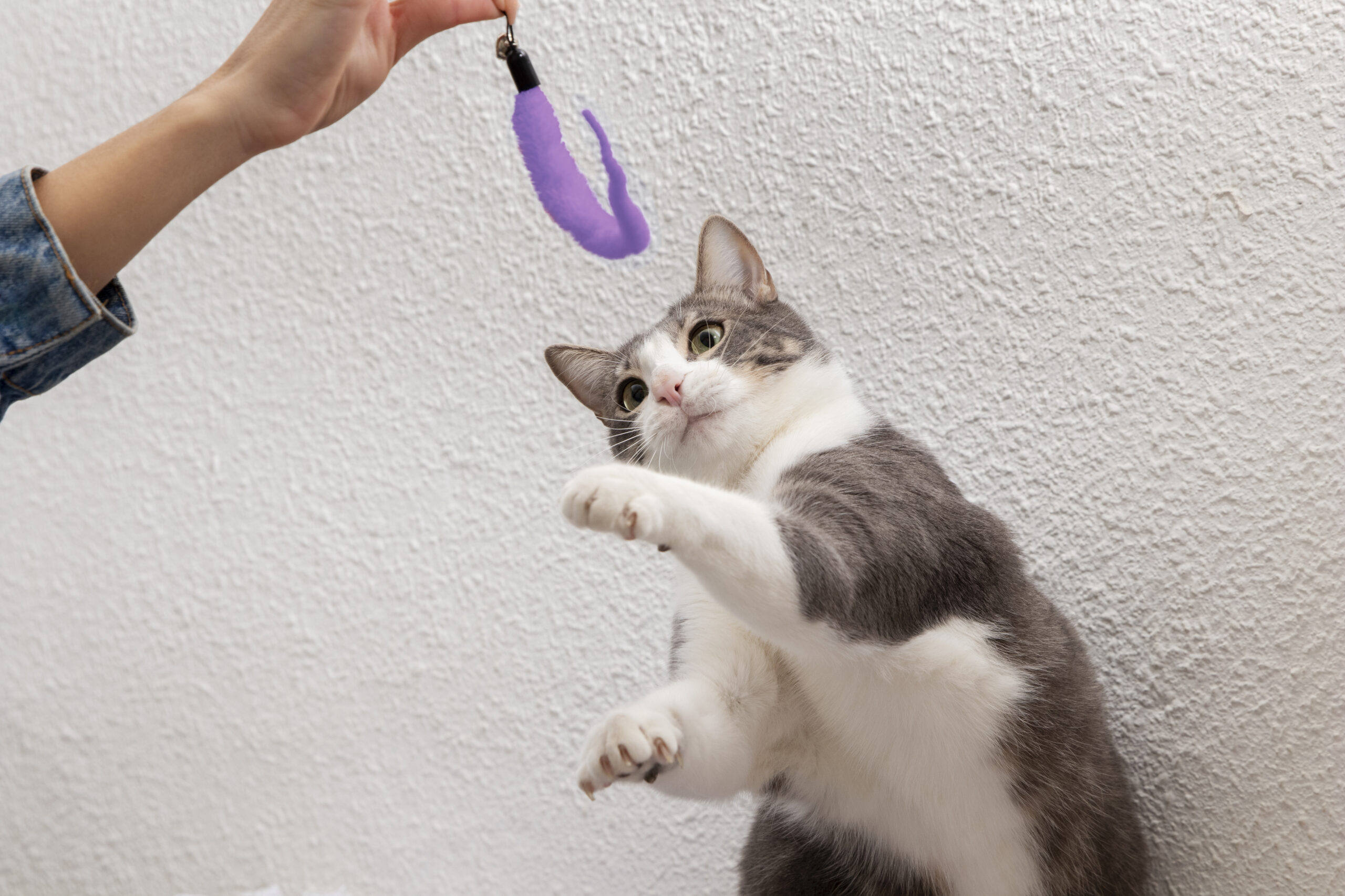 Cuidados com Gatos: Guia Completo para Donos de Felinos