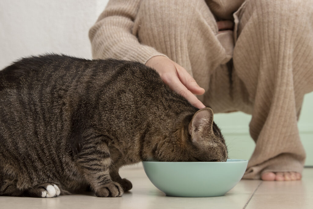 gato se alimentando de ração de qualidade.